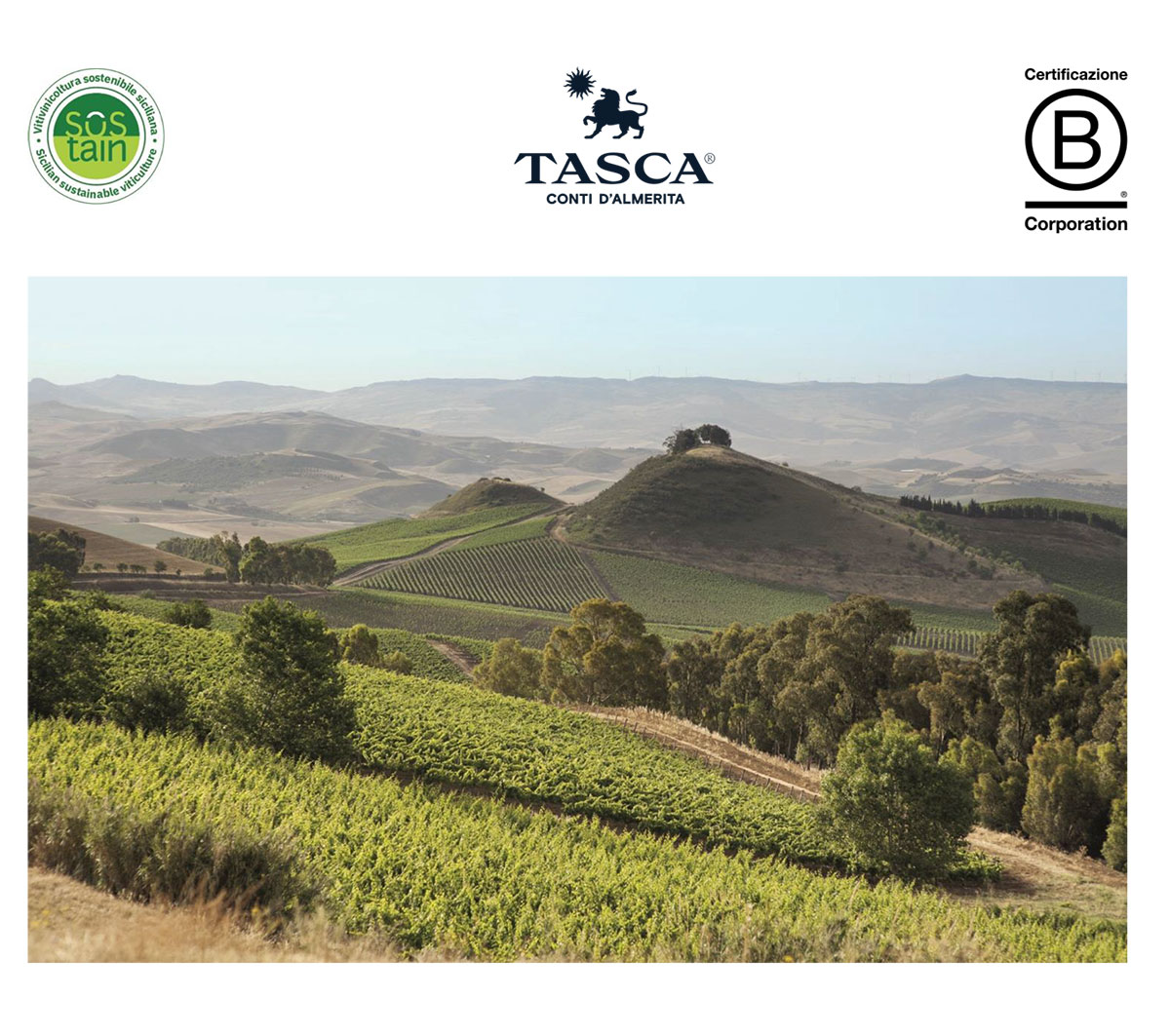 Compania de Vinos Montenegro - Tasca-d'Almerita
